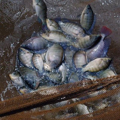 Farmed tilapia, photo WorldFish.
